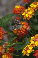 Bright Butterfly Bush