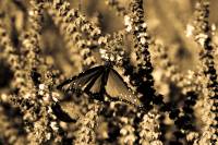 Butterfly Love SEPIA