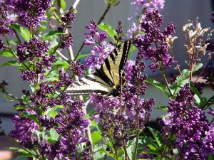 Treasure of the Lilacs