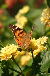 Yellow Flower Butterflys